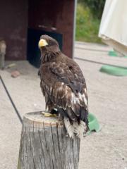 Tereza Britta Švanda