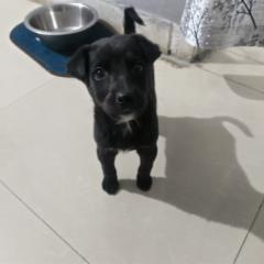 Anuj Kumar