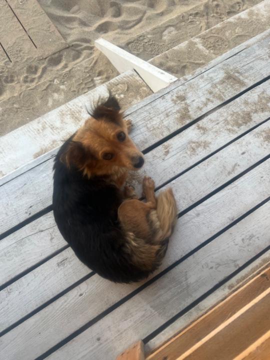 Диана Николова