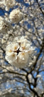 Selina Flowers