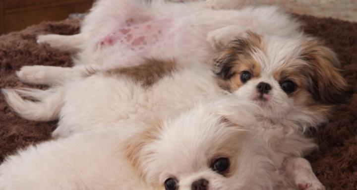 Japanese Chin Puppy VIP List
