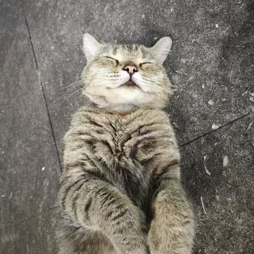 永杰 苏