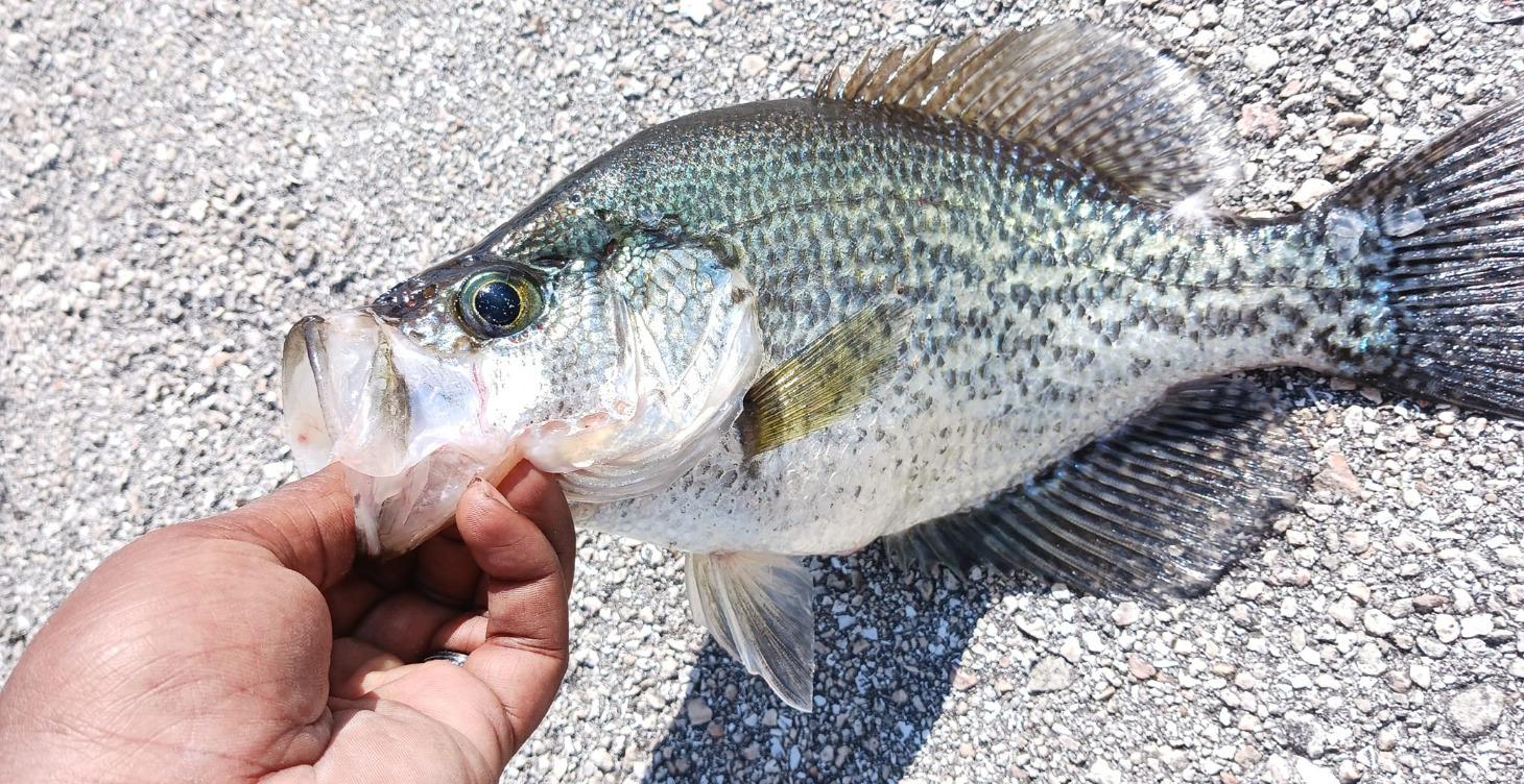 How I tie my Crappie Jig Rig