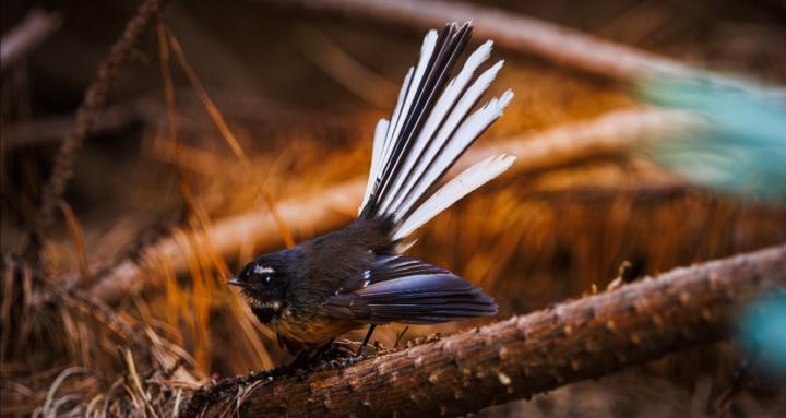 Rogue Images Photography