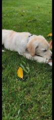 Stella N - Cooper