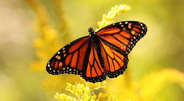 Butterfly Star