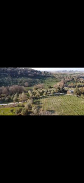 Melissa Mazzelli-Bolger