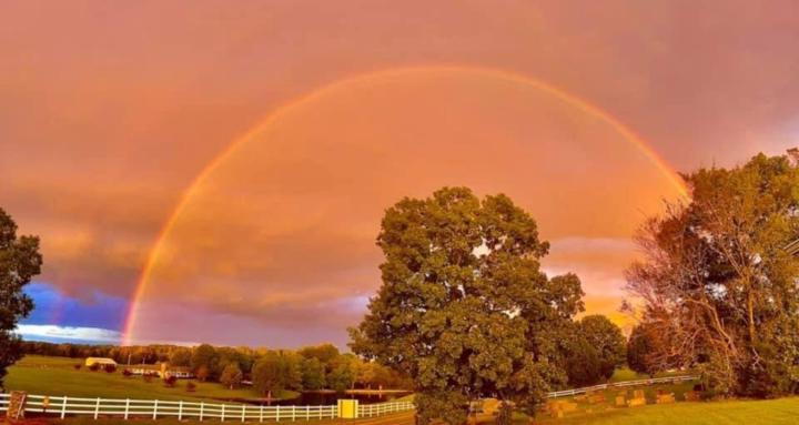 Fae of the Garden 🧚