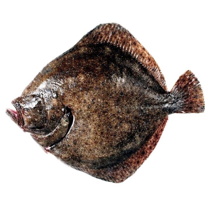 Rodaballo Xd