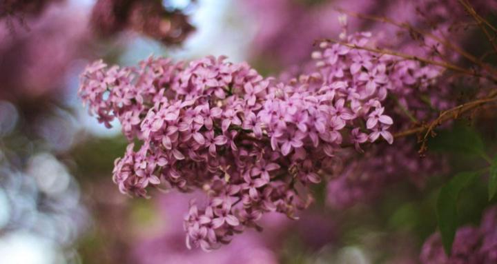 The Gratitude Community 