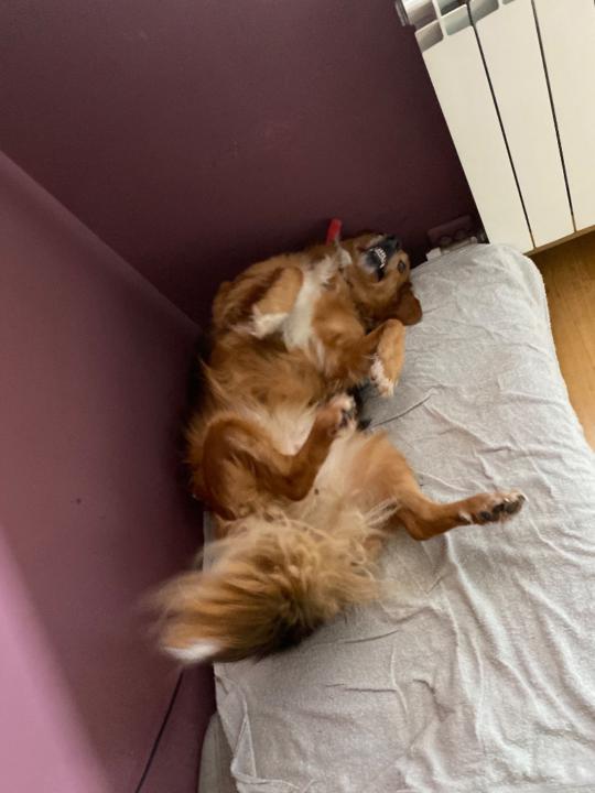 Axel Gonzalez Alaman