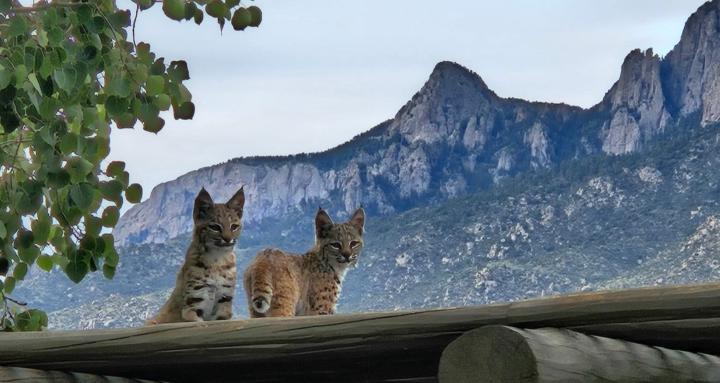 Thriving for a living