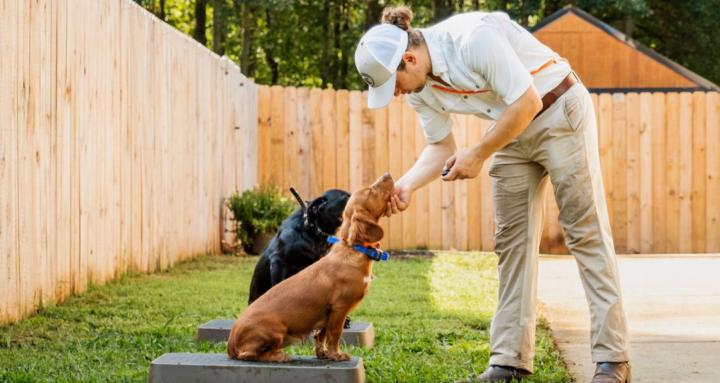 Foundations Dog Training