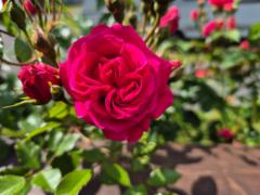 Laila Rosendal Asmundsen