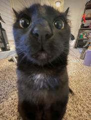 Munkhkuslen Erdenemunkh