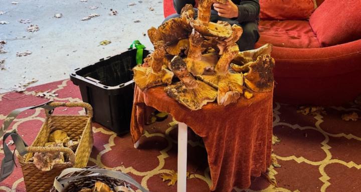 how to grow mushrooms fast