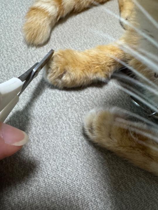 鄭 鈺冠