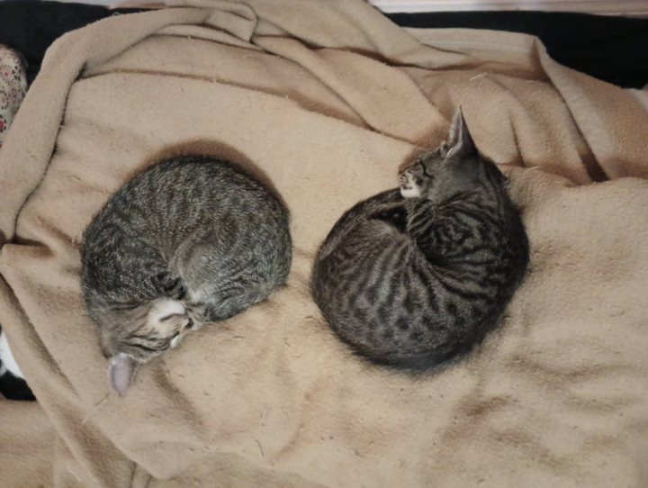Myin, Myeowng