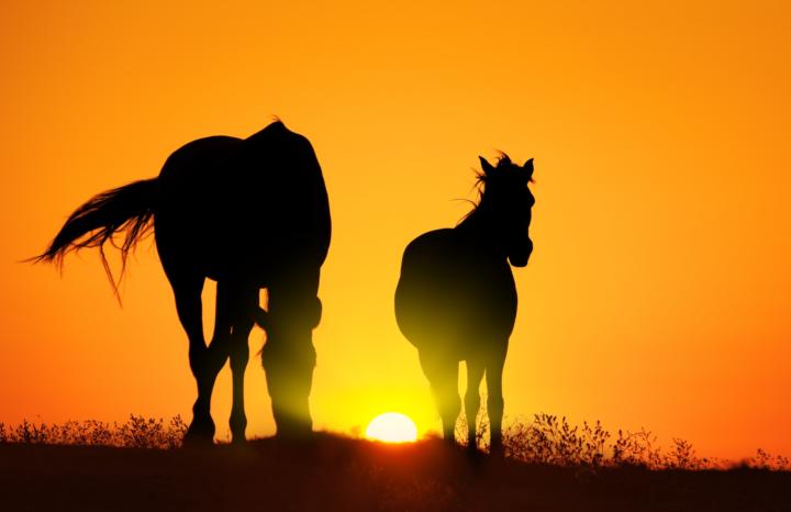The Farmer’s Horse