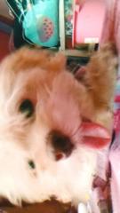Myka Michy