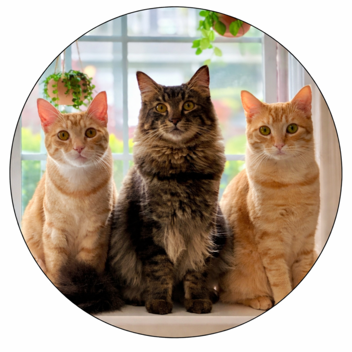 What Pets do you have?  Let's see if ADHD prefers a certain kind