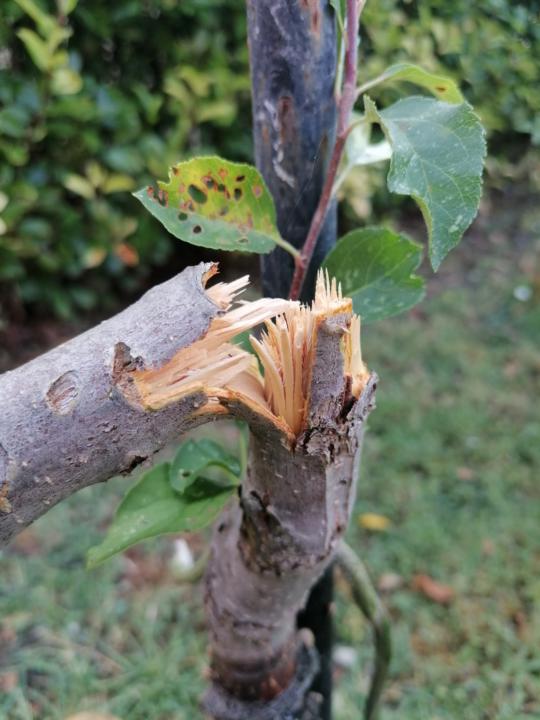 My 1st "plant surgery" 