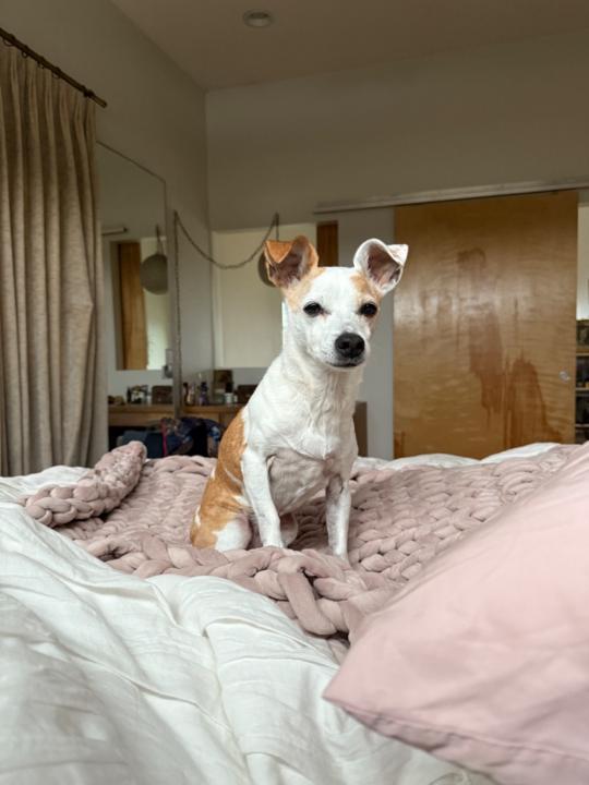 Knoxy Knox