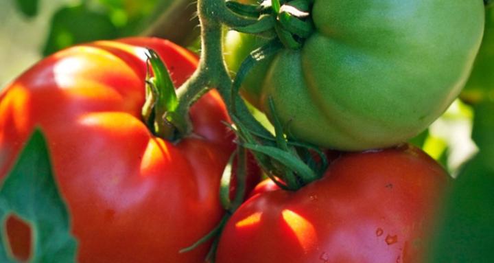 Back To Basics Living