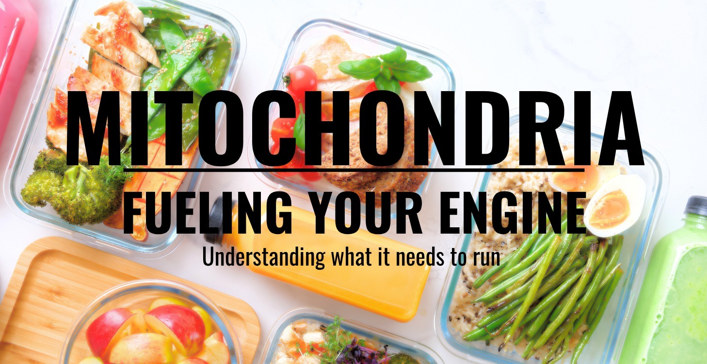 Energy Essentials: Mitochondria 101