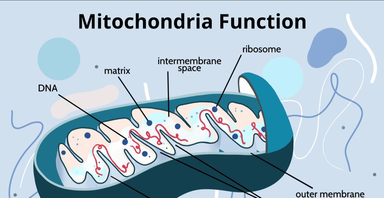 Cellular Energy Reset Guide