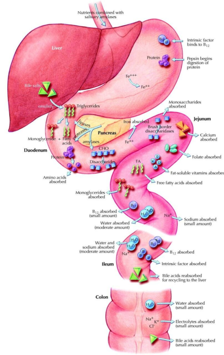 🔥 GI ABSORPTION 101: WHERE NUTRIENTS ACTUALLY GET IN — AND WHAT ANTACIDS STEAL FROM YOU