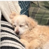 The Great Pomeranian