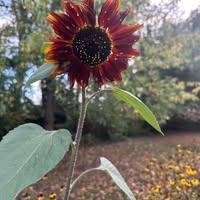 Kristen Consuegra Consuegra