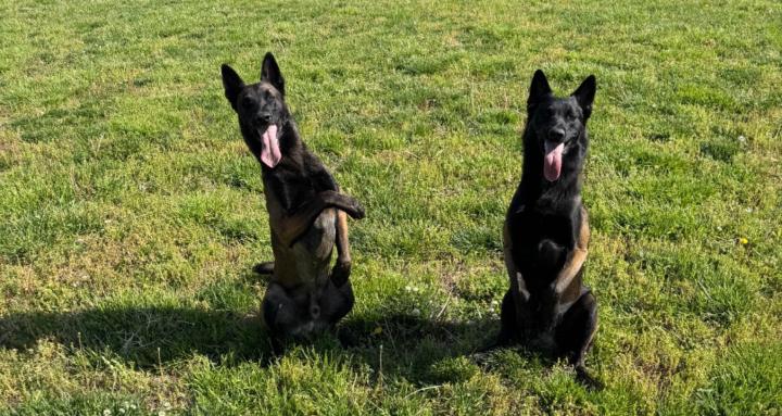 Dutch Drive k9