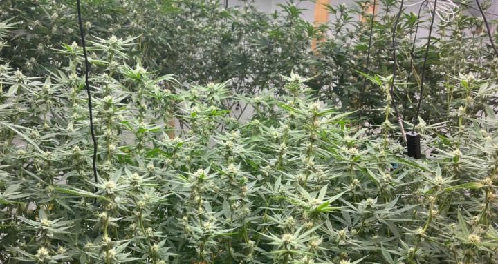 Cultivating Cannabis