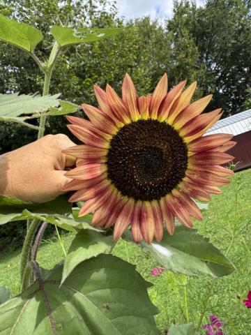 Basics of gardening gallery image