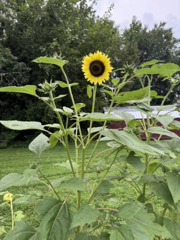 Basics of gardening gallery image