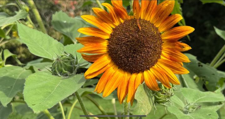 Basics of gardening