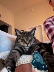 Monique van den Bremer