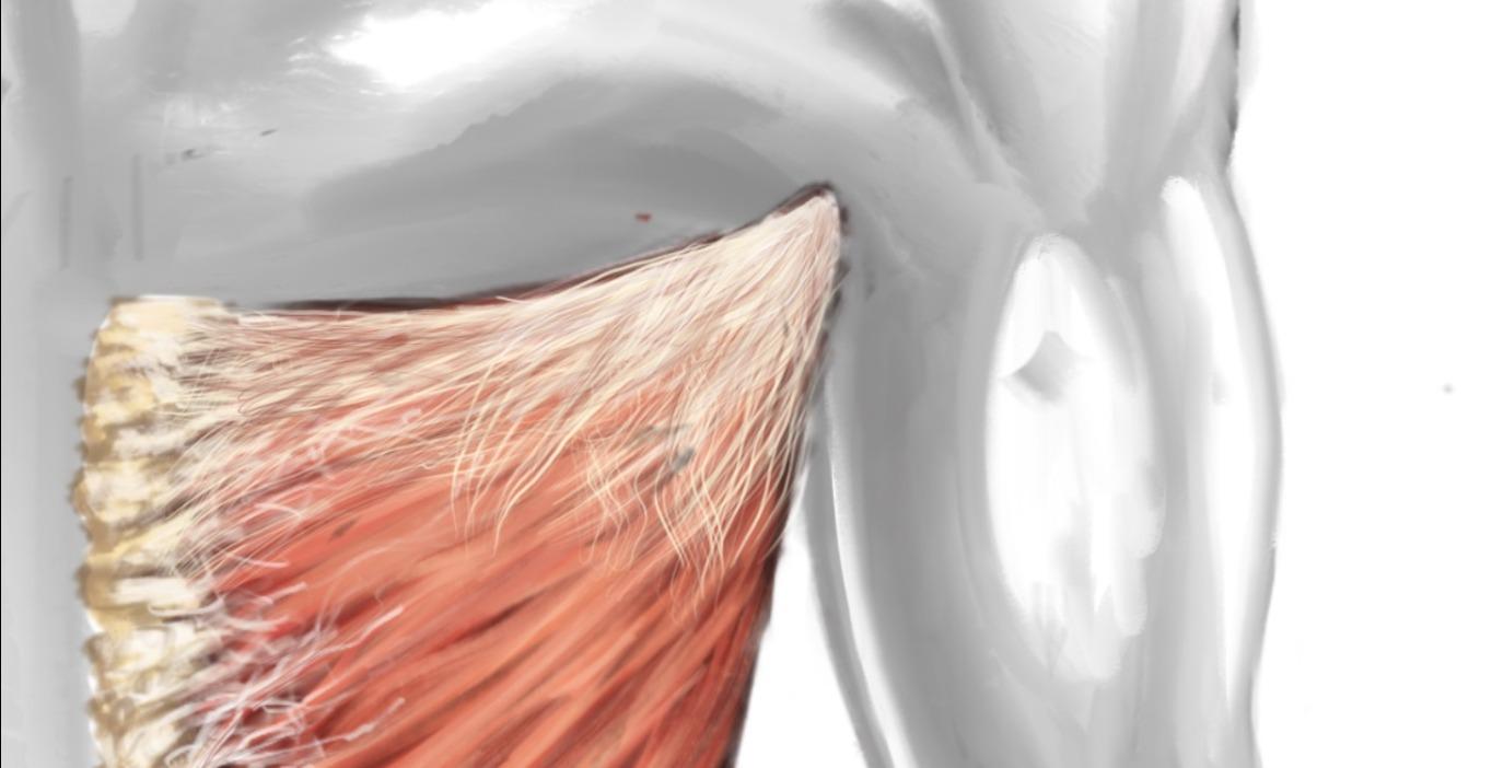Dysfunction of Muscles