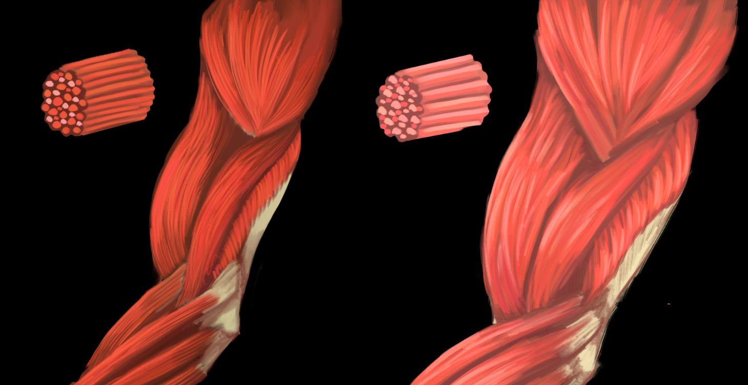 Build Type Assessments: Muscle vs Fascial