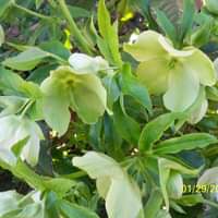 Dianne Woods