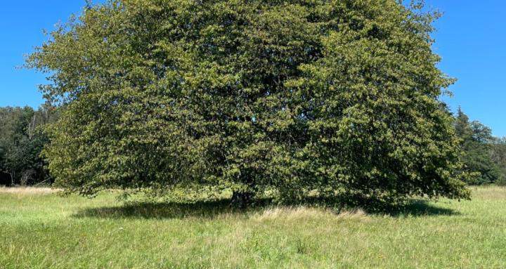 Self Organising Society