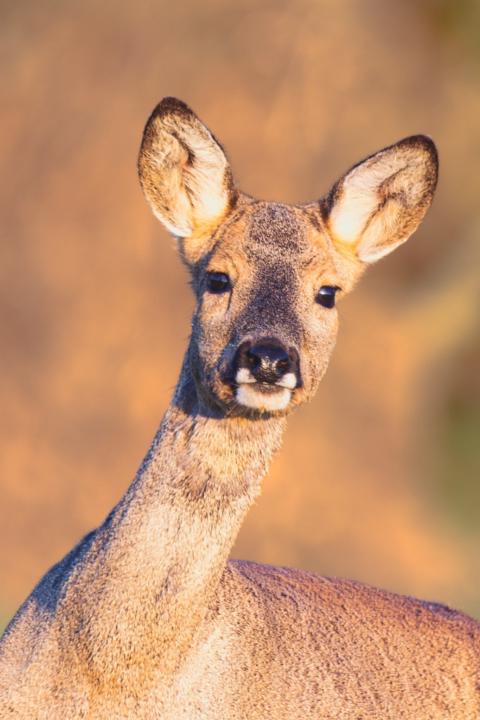 Benoît Schneckenburger