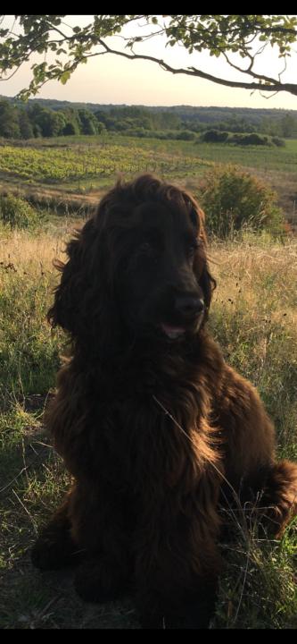 Ann Kristina Kristina Sandholm