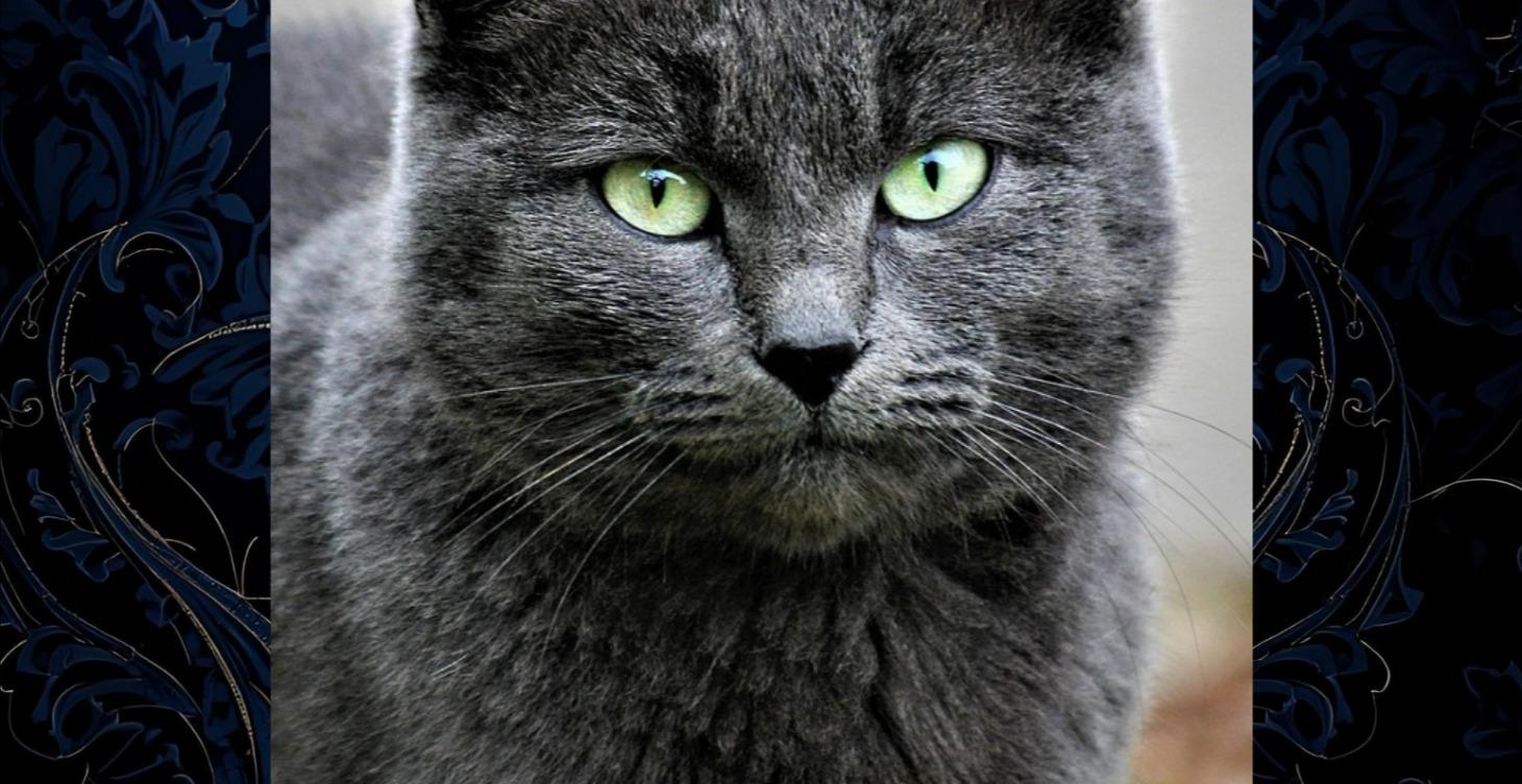 THE FELINE FAQ VAULT