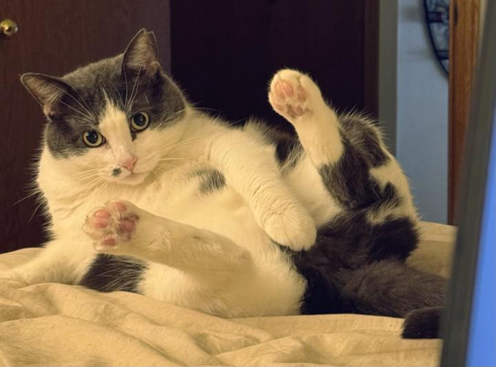 Jedi strikes a pose 😹