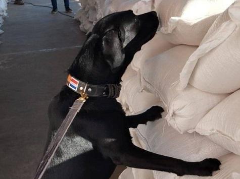 Der Albtraum der Geldschmuggler: Dieser Hund riecht jeden US-Dollar