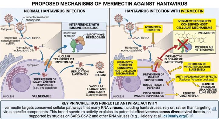 WHO verleugnet gegen Hantaviren wirksame Medikamente: Ivermectin und Hydroxychloroquin