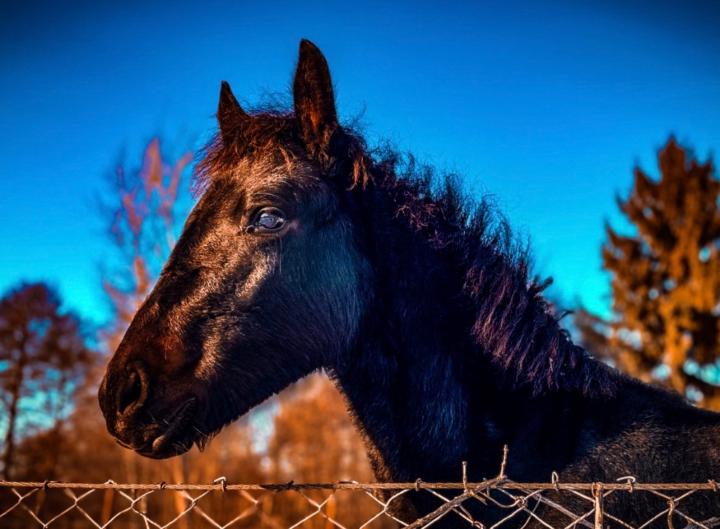Alexandra Üllei-Kovács